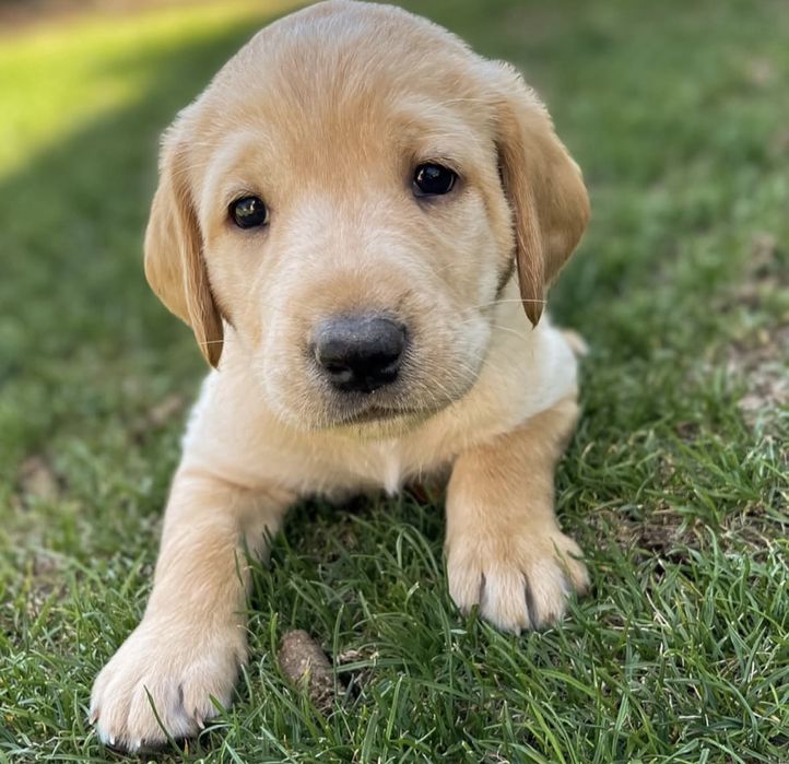 Лабрадор ретривер щенята