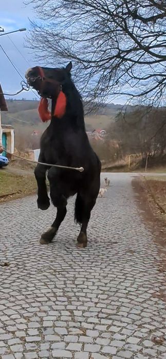 De vânzare manz de 1.8 luni