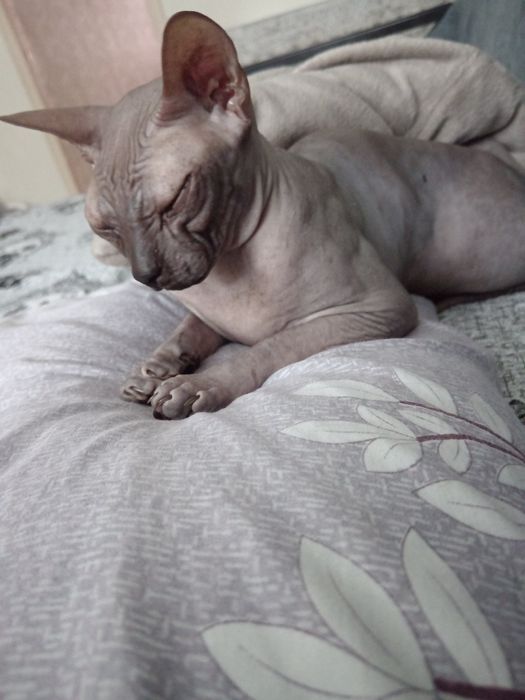 Продам кота сфинкс