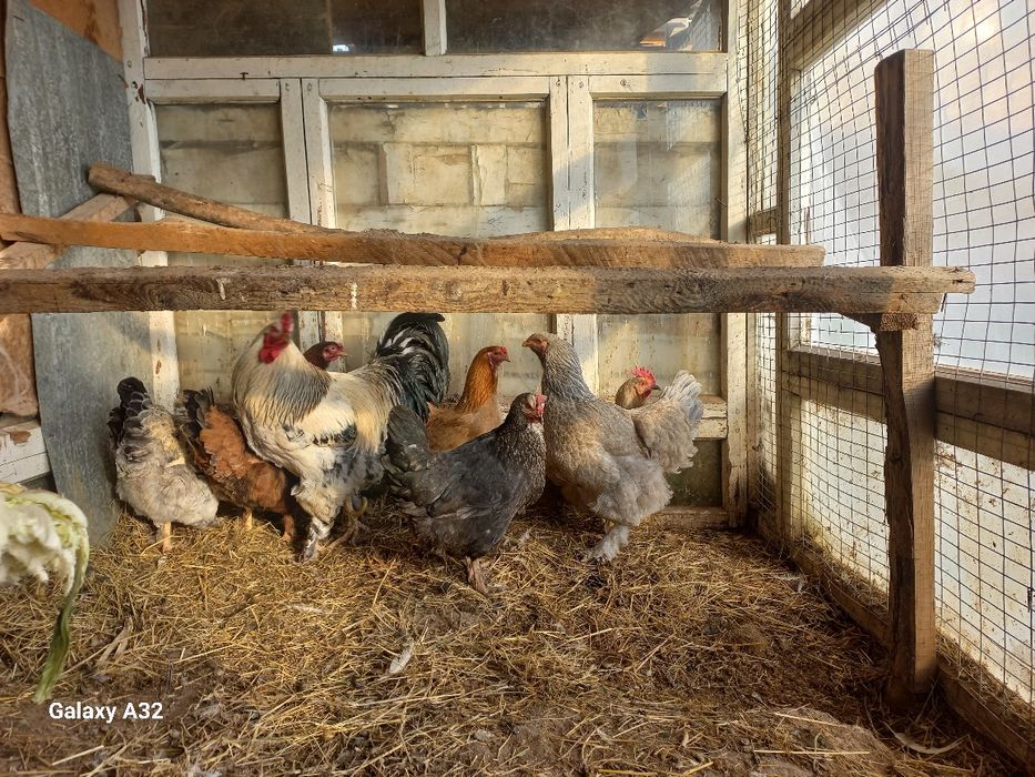 Қораз сатылады бағасын келсеміз жұлдыз тұр