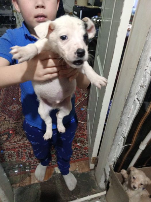 Щенки мальчики и девочки