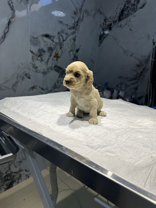 Щенки охотничьего спаниеля