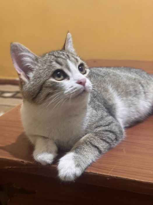 Отдадим в добрые и ответственные руки красивого котёнка