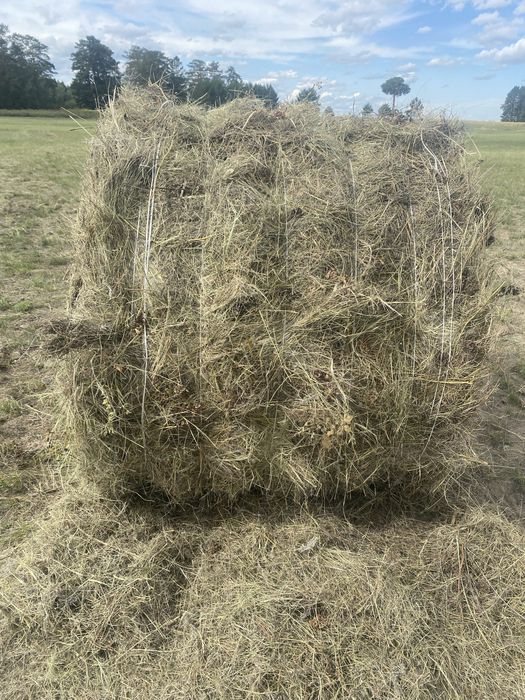 Продам сено разнотравье
