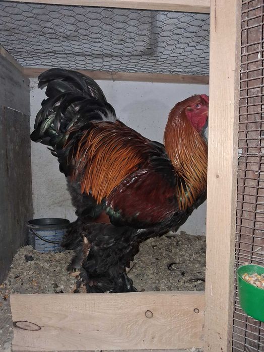 Cocosi brahma potarnichiu