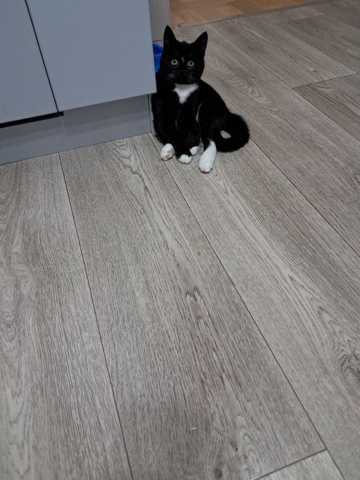 Отдам кошечку в добрые руки.