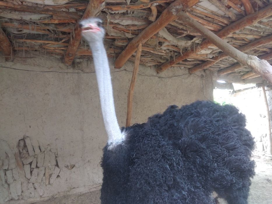 Afrika qora bo'yin strauslari sotiladi