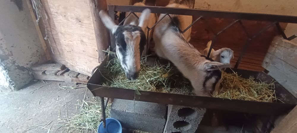 Сауынды ешки Пиякок пародалы