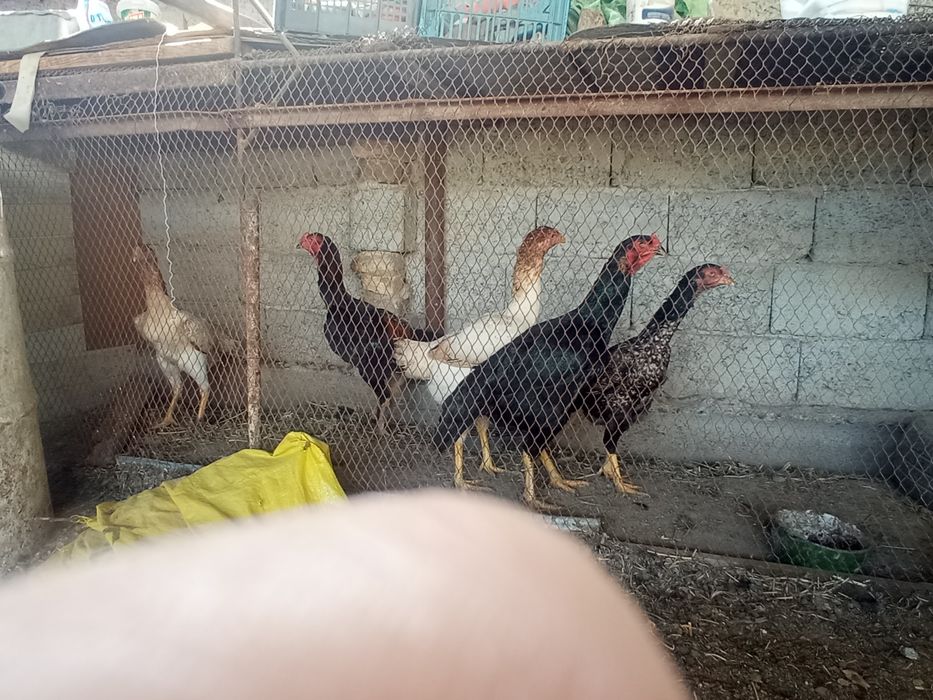 Дакан хоруз ва товуклар сотилади