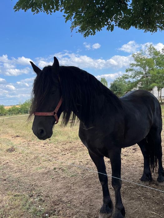 armasar friesian/friz sport