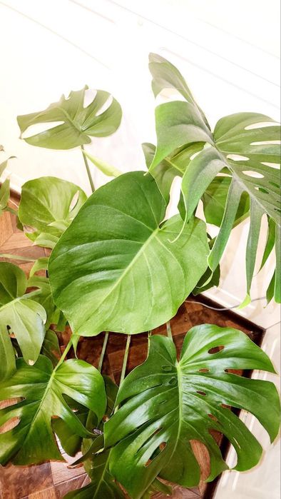 Цветок Монстера Гули