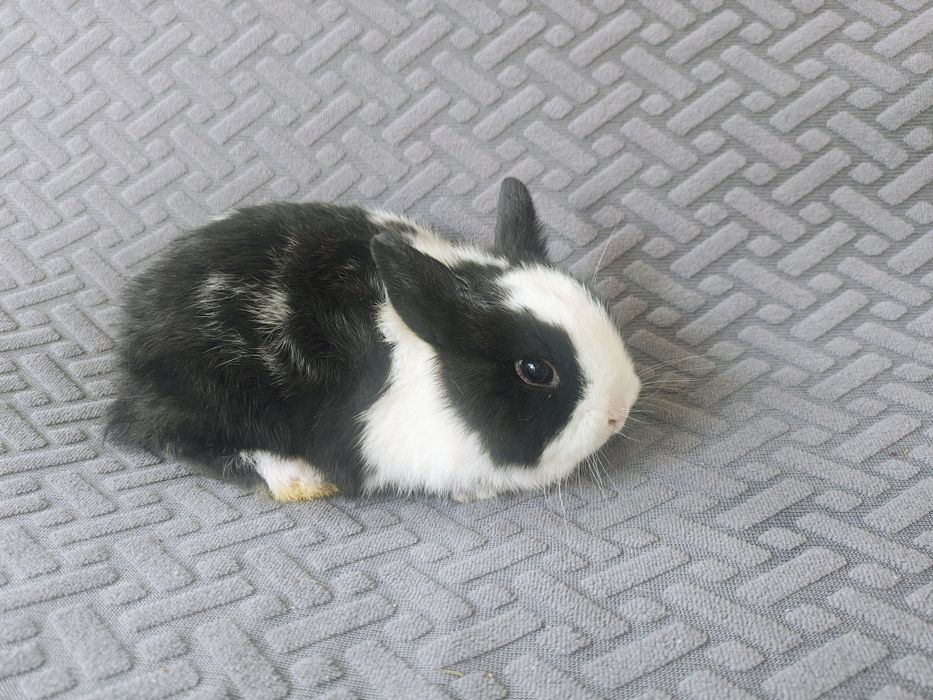 Декоративно зайче