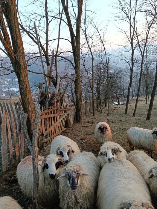 Disponibile cinci oi.