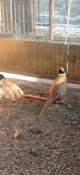 Mascul fazan platină 2025