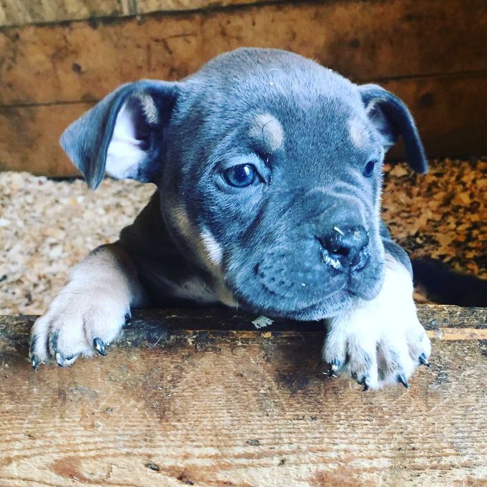 щенки американский булли