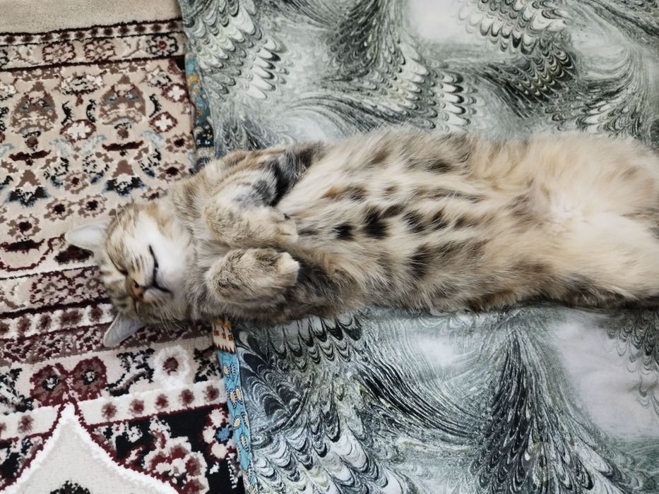 Chiroyli mushuk. Ozoda va mehribon