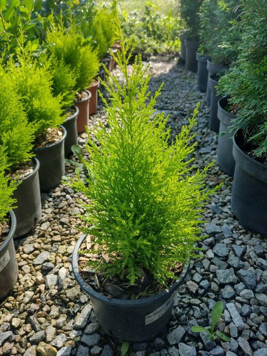 Producator vand diferite plante ornamentale