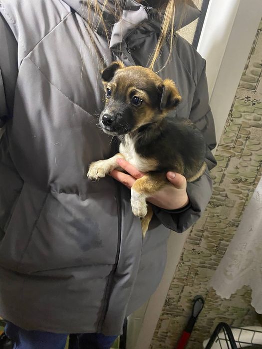 2  щенка-мальчика ищут дом