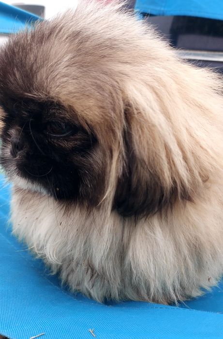 Băiat de 4 luni cu toate vaccinele la zi și carnet de sanatate