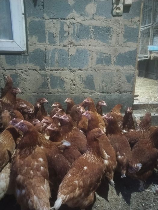 Продам кур ломанбраунов