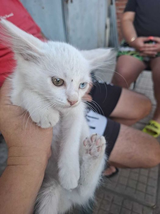 Подарявам котета