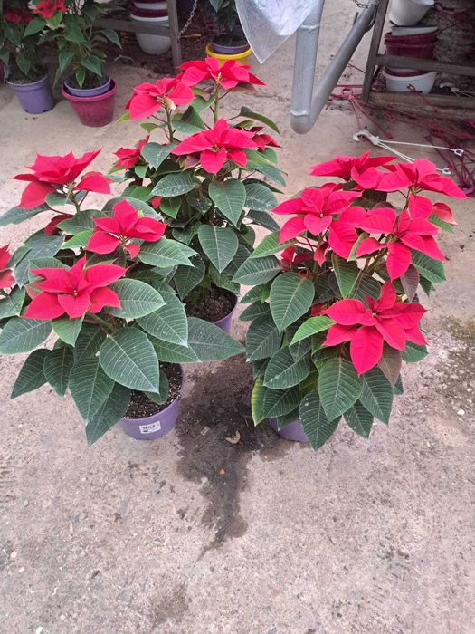 Craciunite(poisenttia)