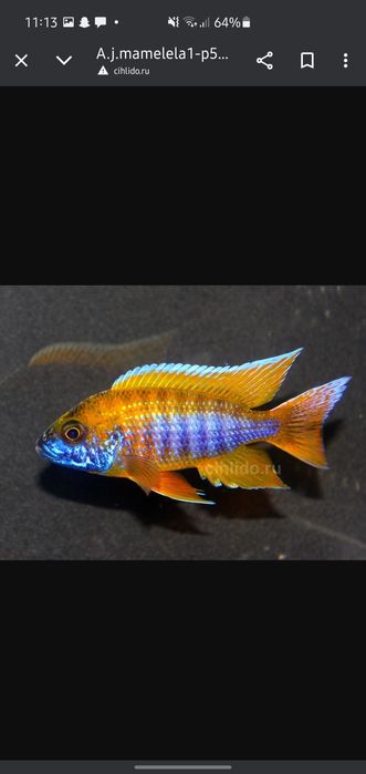 afrika cichlid sotiladi