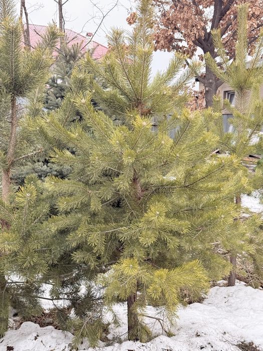 Тяньшаньская ель и сосны