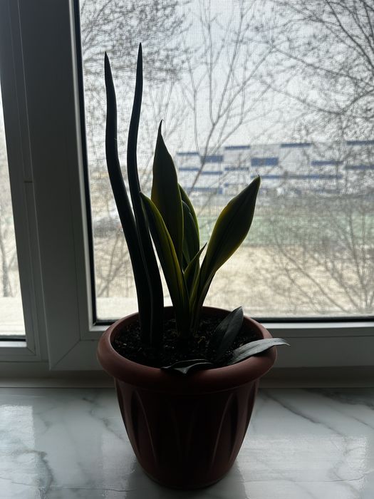 Продам комнатное растение