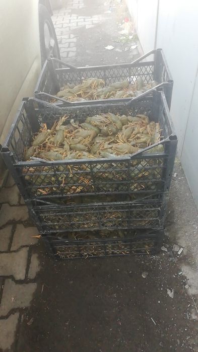 Раки с чистых водоемов