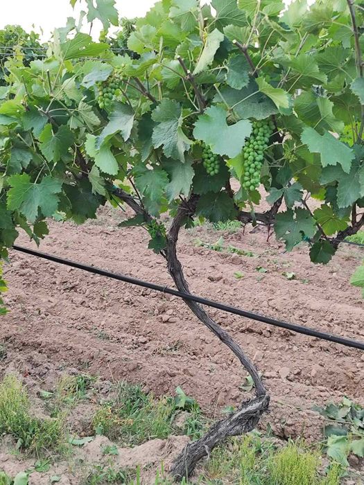 Продава се Земеделски имот в София, Челопечене -  кв.м за 2550 €/дка - Снимка #7