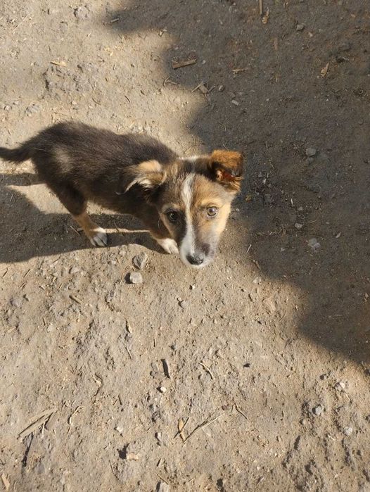 Девочка дворянка