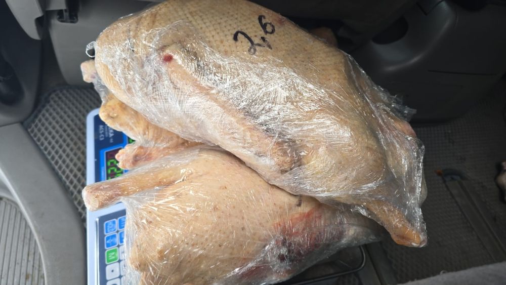 Гуси домашние доставка гусь