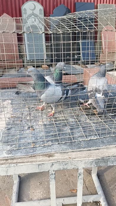 Голуби сизые бакинцы