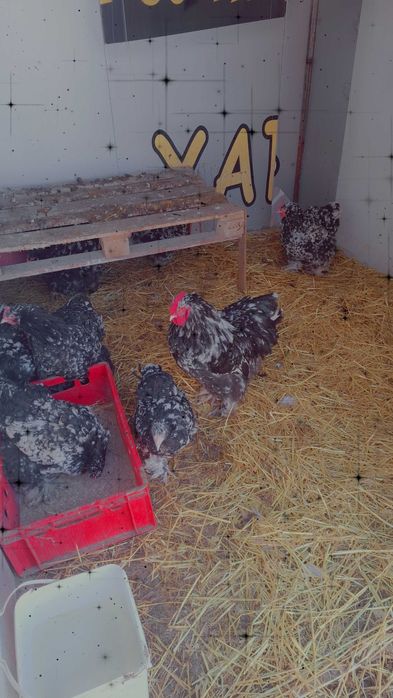 Разплодни яица от брама кохен и орпигтон