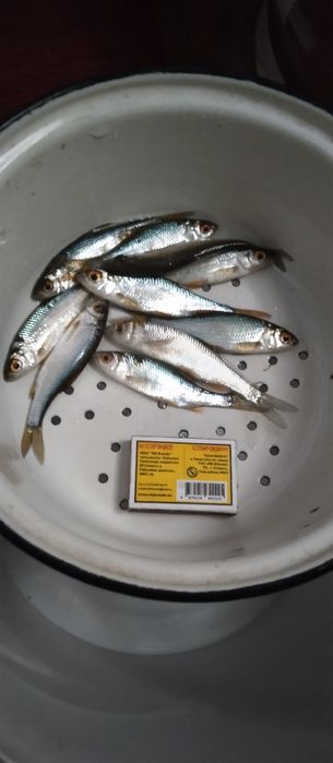 В продаже живец плотва.