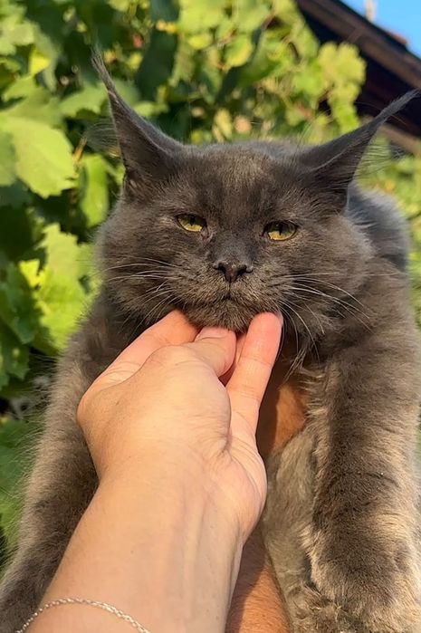 Котята породы Мейн Кун