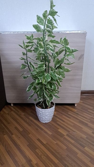 Комнатные цветы разные Распродажа