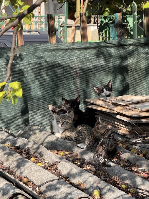 Подарявам котенца