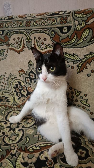 Отдам в добрые руки котика
