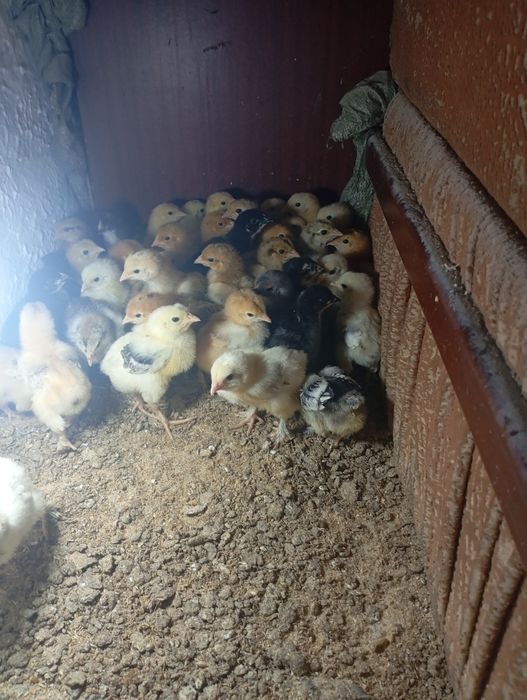 Циплята брамы порода