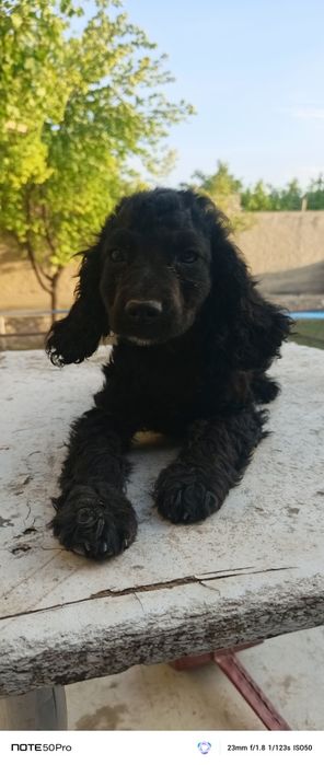 Ovchi it sotiladi 500