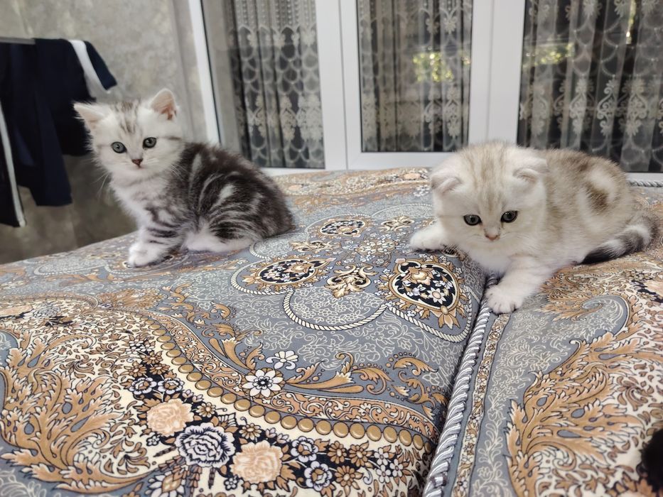 Скотиш Фолд и Страйт
