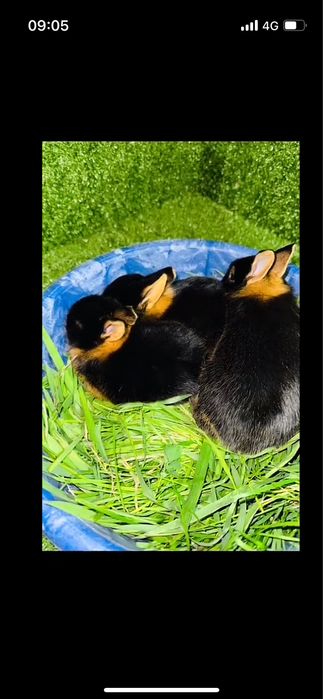 Огнёвка (черно-огненный) кролик