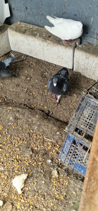 Vând voiajori germani