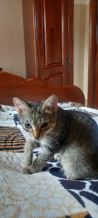 Котёнок 4 месяца девочка.