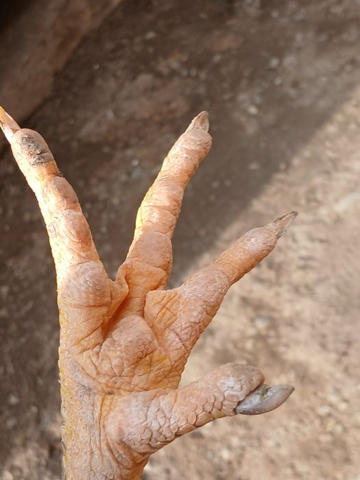 dakan sotiladi jõja