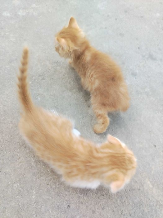 Mushuk bolasi sotiladi. Scottish fold