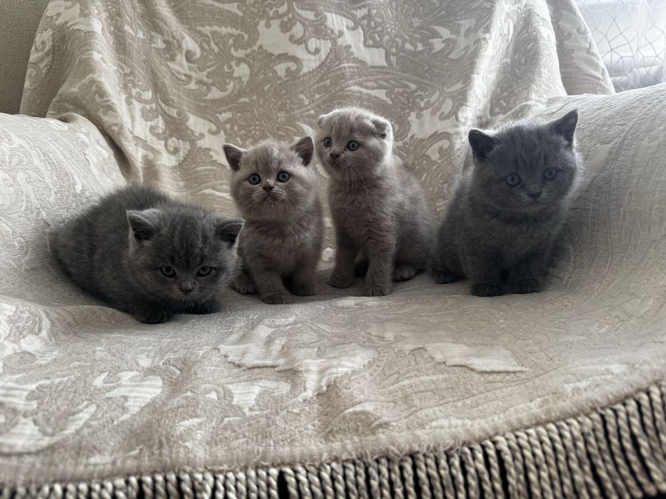 Кошка    шотландцы