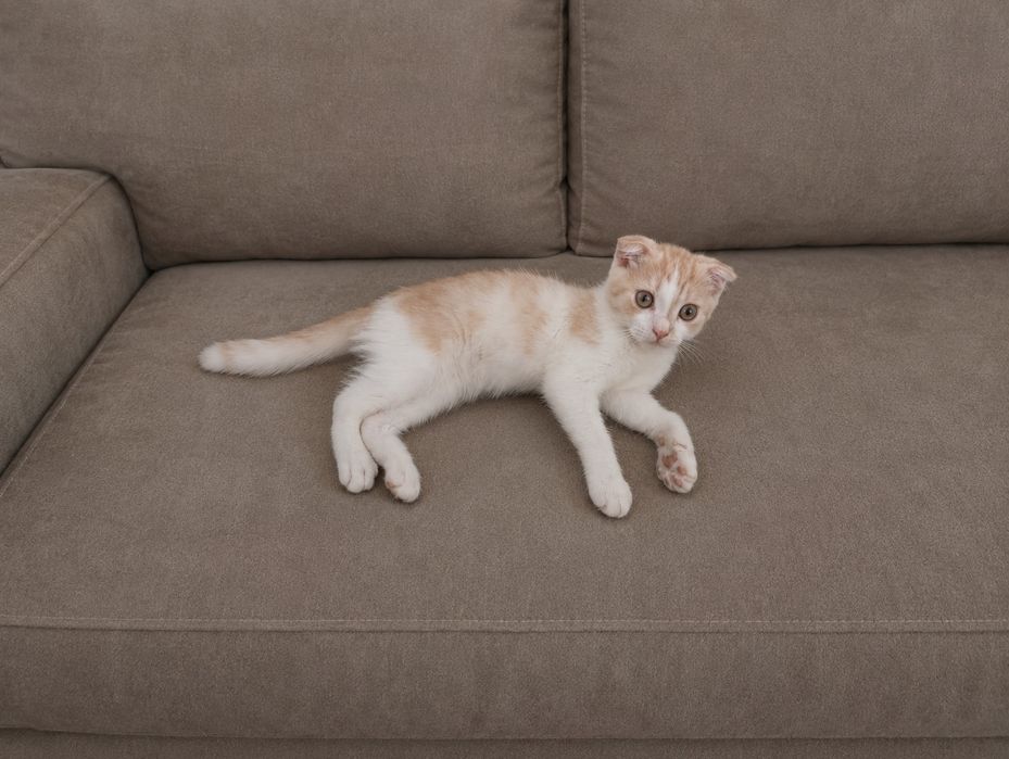 Продаются котята Шотландские скотиш фолд